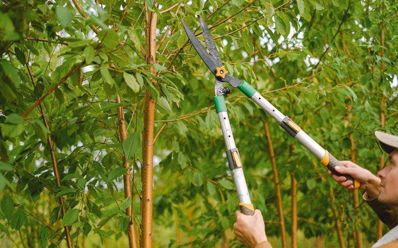 Tree trimming in Nachusa, IL