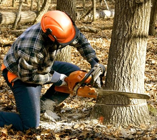 Tree Removal in Nachusa, IL